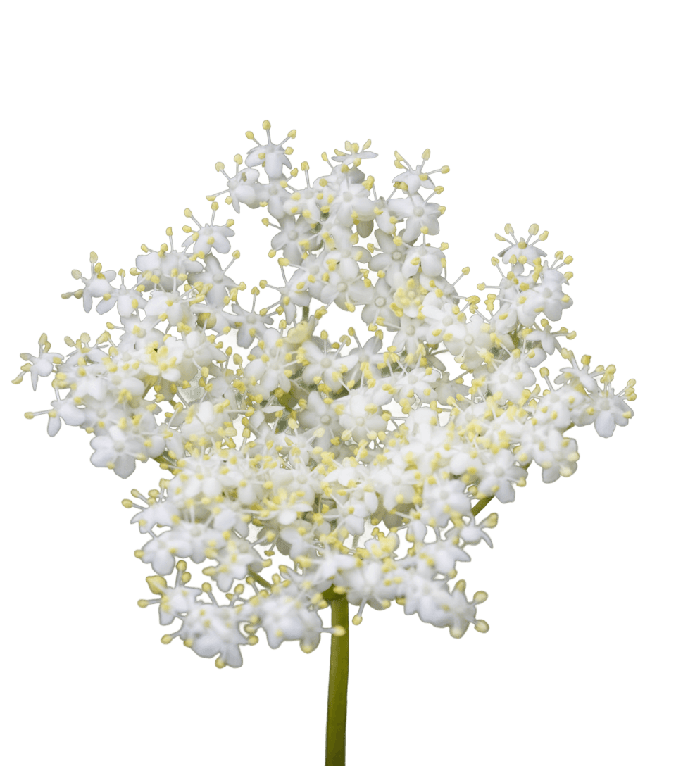 White elderflower blossom
